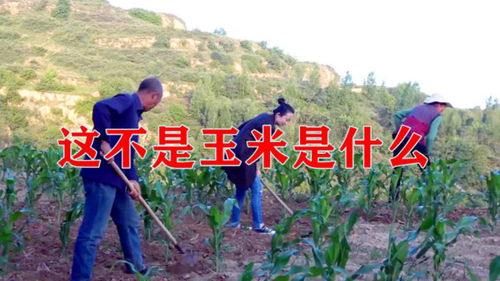 除草农忙时候,小徐和爸妈去地里锄草,竟然不认识庄稼 