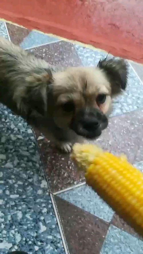 狗狗也喜欢吃玉米 