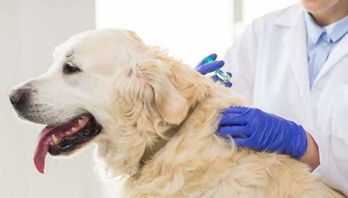 狗每年都要打疫苗 核心疫苗必须打,预防高致死率疾病