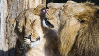 雄狮有 后宫三千 却很专一,研究表明它独宠一个配偶