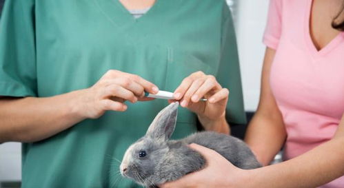 饲养家兔常常会给兔子测体温,到底用什么方法,既安全又可靠呢