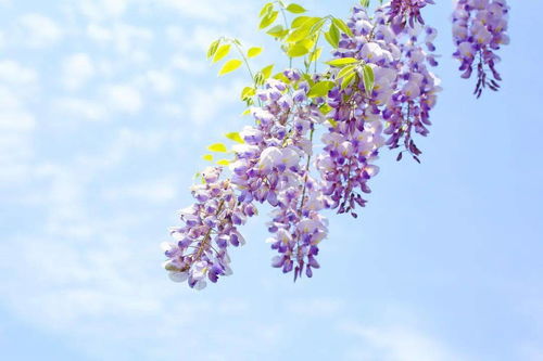 繁花满眼,以花之名,赴一场盛夏乐事