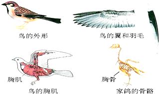 在天空中翱翔的鸟,身体有许多与飞行生活适应的结构特点,请根据图分析 1 鸟的身体是 体形,可 