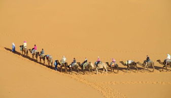 沙漠中行走的骆驼商队摄影图片素材 米粒分享网 Mi6fx Com