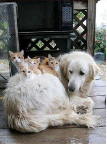 一猫一狗一世界 宠物跨界友情加分 