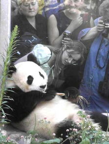 综合图片 动物世界 俄罗斯人喜爱中国大熊猫 
