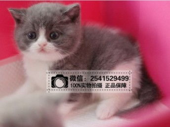 图 深圳哪里有蓝猫卖多少钱可以买到 哪里有宠物猫 深圳宠物猫 