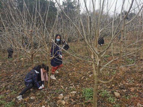 学习如何修剪果树 采摘蔬菜 武汉一高校开设劳动实践课