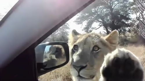 驾车近距离看狮子,狮子的热情,真是让人有点猝不及防 