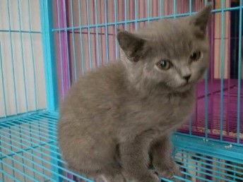 图 常年出售北京宠物猫蓝猫保健康签协议送货上门 北京宠物猫 
