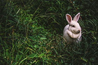 梦见抓到兔子是什么意思梦到抓到兔子好不好(梦见自己抓到兔子是什么预兆)