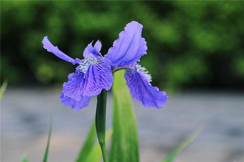 莺尾花和鸢尾花是同一种花吗 