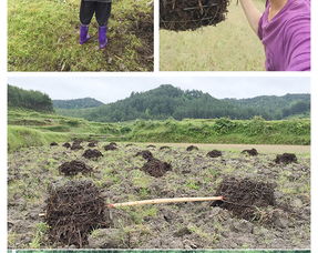 返乡贵州小伙子种地,结果发现了