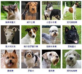 萌宠道场 目前世界上大约有多少狗的品种 它们是如何分类的 