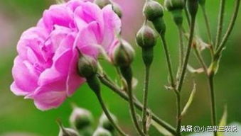 一直非常喜欢的花朵,它的名字叫做蔷薇,种植方法也很简单 