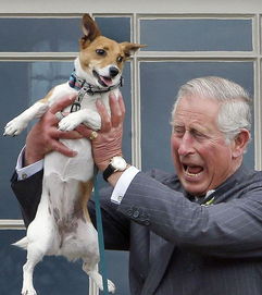 查尔斯王子访苏格兰 抱小狗大笑一幕 图片 资讯 海外网 