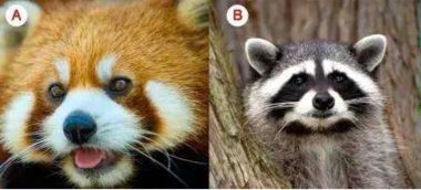 小浣熊和小熊猫是一样的动物吗 不一样区别在哪里 谢谢 