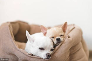 为什么狗狗不喜欢睡狗窝,反而喜欢睡床和沙发呢 爱你是原因之一