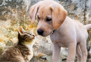 猫和狗哪个好养,一个宠物培训师的建议