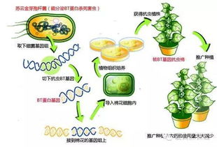 “转基因”是什么意思?