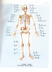 人体骨骼结构