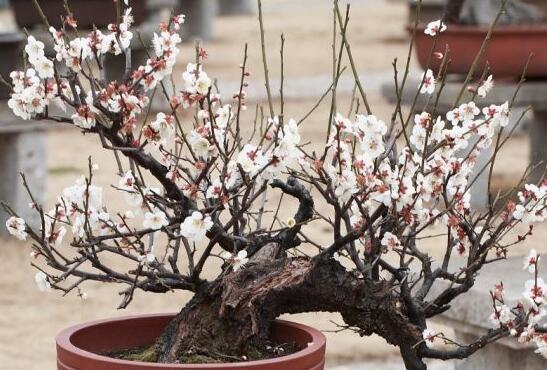 梅花怎么养,5个步骤教你养出漂亮的梅花 