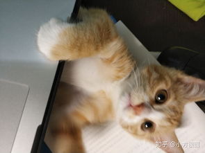 最好看的橘猫长什么样(哪个品种的橘猫好看)