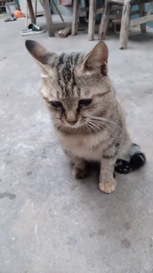 看到小猫的斗鸡眼了吗 