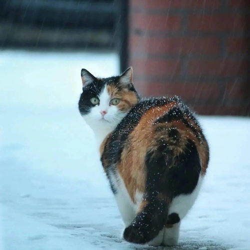 家有萌宠 绝美三花猫,简直是 偷心大盗