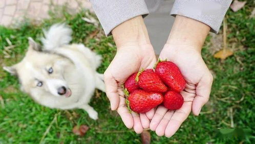 狗能不能吃草莓,泰迪狗能不能吃草莓