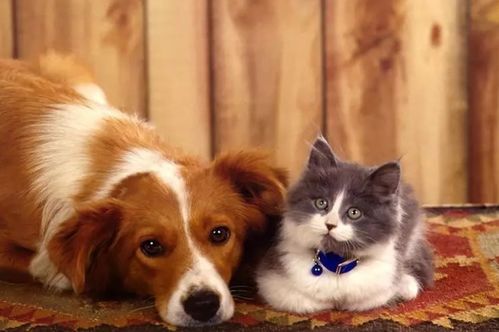 猫和狗可以一起养吗,同时养需要注意什么