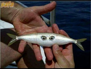 两只眼睛都长在身体一侧中间的鱼,是什么鱼