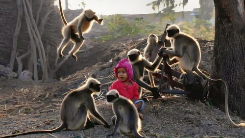 印度男孩能和猴子交流,人们将他视作神灵,让人十分困惑 