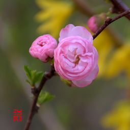 花香的味道