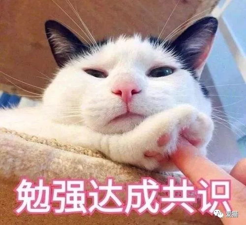 妈妈 不能用猫做微信头像