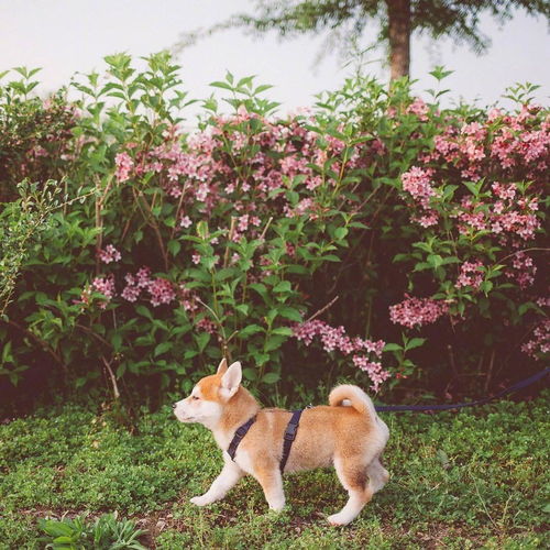 犬饲贵丈ins头像 搜狗图片搜索