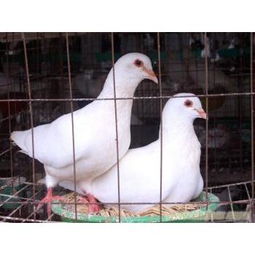 肉鸽养殖技术(一套完整的肉鸽养殖方法)