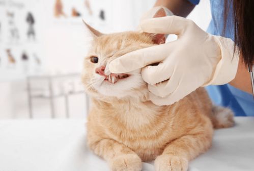 猫咪黄疸怎么治疗 猫咪黄疸用什么药