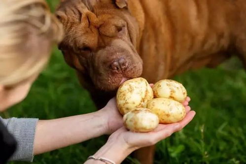 狗狗可以吃土豆么 这么简单的问题 
