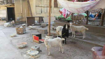 小区居民在家中养牛羊当宠物 异味大遭邻居投诉 