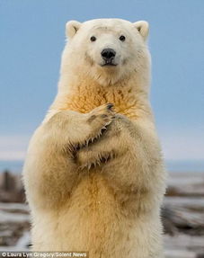 阿拉斯加呆萌北极熊爱抢镜 一见相机就起身跳舞