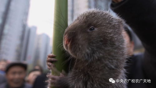 吃竹子都能长胖的 鼠 ,您见过吗