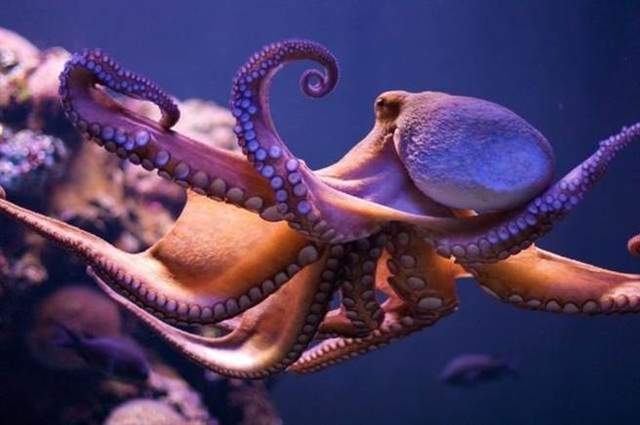 日本核废水的危害有多大 32条腿的章鱼,疑遭辐射变异