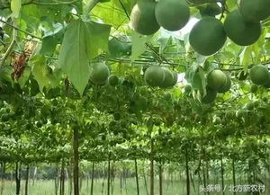 干旱地区怎样提高果树栽种成活率 