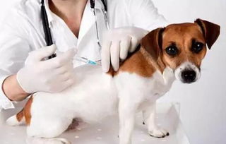 给狗狗打疫苗七大误区 正确认识疫苗,预防狗狗感染问题 