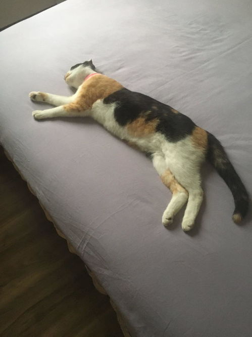 猫很嗜睡正常吗 