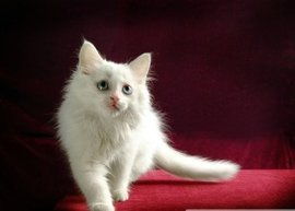 灰白色的猫是什么品种 