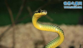 世界上最奇特的蛇,环箍蛇 竟会吞食自己的尾巴 