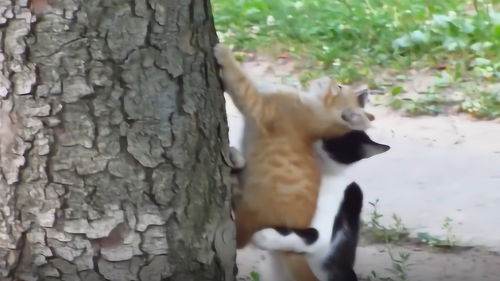 猫爸爸教孩子爬树,小猫咪学不会就被揍太委屈了,小猫 我不学了 