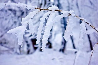 关于咏雪的诗句带翻译